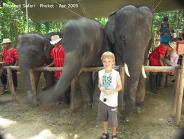 20090417 Half Day Safari - Elephant  43 of 104 